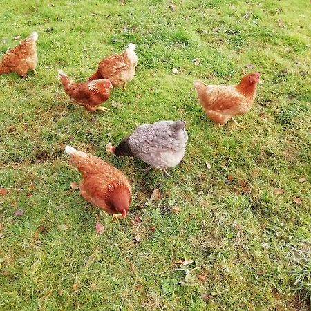 Pantasaph Farm B&B ホリウェル エクステリア 写真