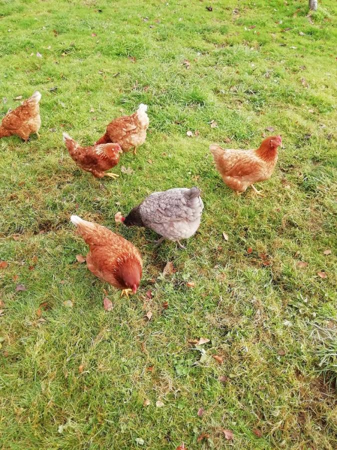 Pantasaph Farm B&B ホリウェル エクステリア 写真